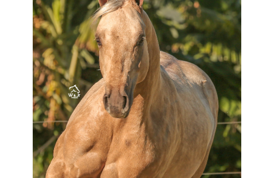 DON GOLD TORO WQ